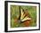 Black Yellow Butterfly II-Kathy Mansfield-Framed Photographic Print