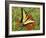 Black Yellow Butterfly II-Kathy Mansfield-Framed Photographic Print