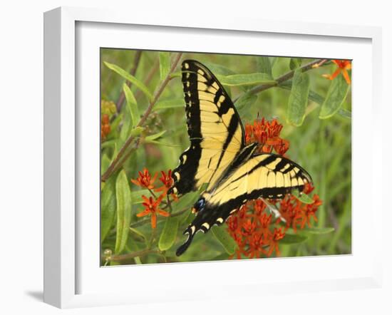 Black Yellow Butterfly II-Kathy Mansfield-Framed Photographic Print