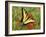 Black Yellow Butterfly II-Kathy Mansfield-Framed Photographic Print