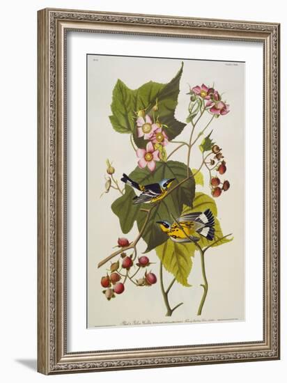 Black & Yellow Magnolia Warbler (Dendroica Magnolia), Plate CXXIII, from 'The Birds of America'-John James Audubon-Framed Giclee Print