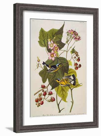 Black & Yellow Magnolia Warbler (Dendroica Magnolia), Plate CXXIII, from 'The Birds of America'-John James Audubon-Framed Giclee Print