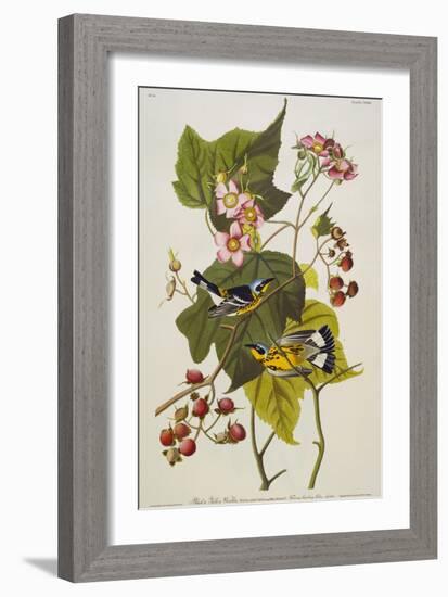 Black & Yellow Magnolia Warbler (Dendroica Magnolia), Plate CXXIII, from 'The Birds of America'-John James Audubon-Framed Giclee Print