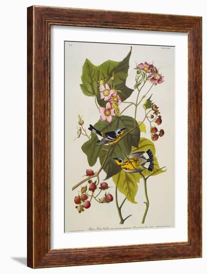 Black & Yellow Magnolia Warbler (Dendroica Magnolia), Plate CXXIII, from 'The Birds of America'-John James Audubon-Framed Giclee Print