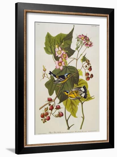 Black & Yellow Magnolia Warbler (Dendroica Magnolia), Plate CXXIII, from 'The Birds of America'-John James Audubon-Framed Giclee Print