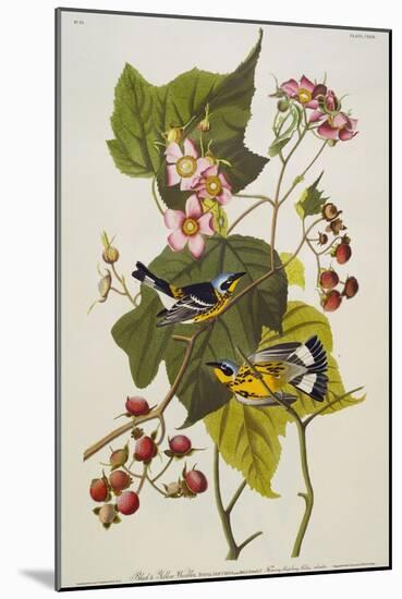 Black & Yellow Magnolia Warbler (Dendroica Magnolia), Plate CXXIII, from 'The Birds of America'-John James Audubon-Mounted Giclee Print