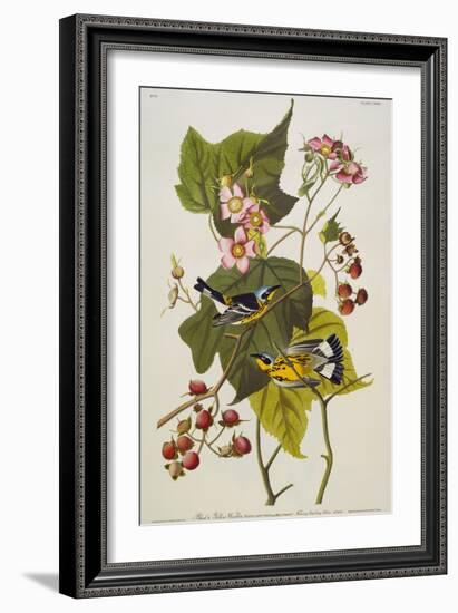 Black & Yellow Magnolia Warbler (Dendroica Magnolia), Plate CXXIII, from 'The Birds of America'-John James Audubon-Framed Giclee Print