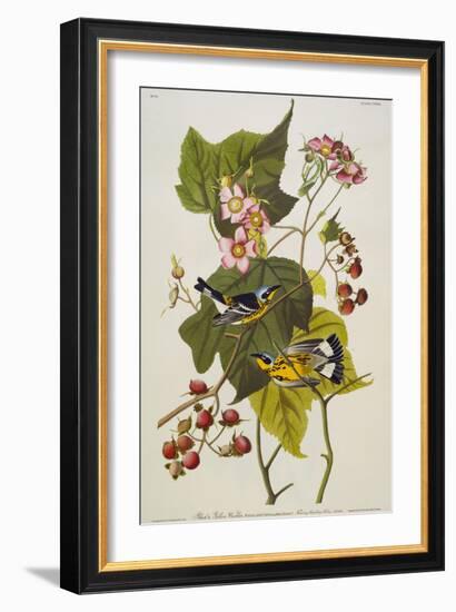 Black & Yellow Magnolia Warbler (Dendroica Magnolia), Plate CXXIII, from 'The Birds of America'-John James Audubon-Framed Giclee Print