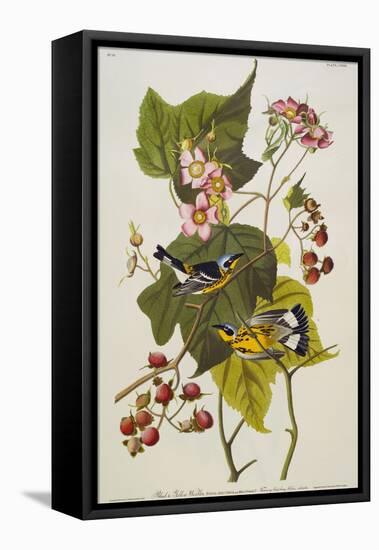 Black & Yellow Magnolia Warbler (Dendroica Magnolia), Plate CXXIII, from 'The Birds of America'-John James Audubon-Framed Premier Image Canvas