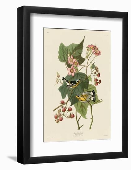 Black & Yellow Warblers-John James Audubon-Framed Art Print