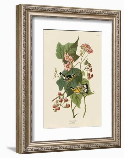 Black & Yellow Warblers-John James Audubon-Framed Art Print