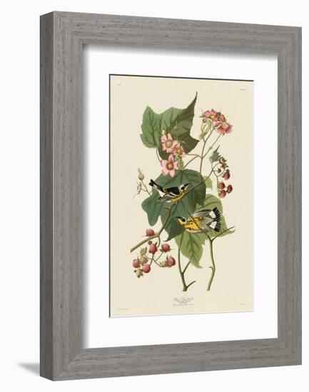 Black & Yellow Warblers-John James Audubon-Framed Art Print