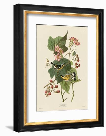 Black & Yellow Warblers-John James Audubon-Framed Art Print