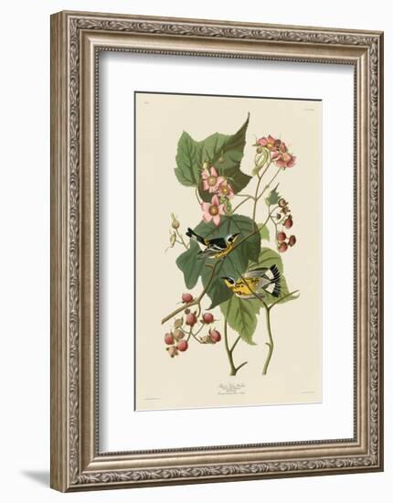 Black & Yellow Warblers-John James Audubon-Framed Giclee Print