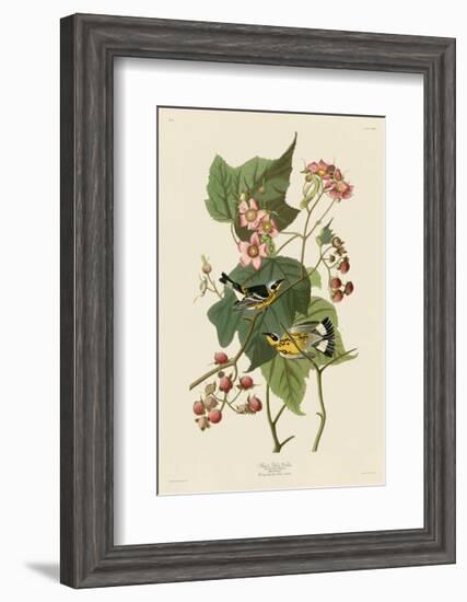 Black & Yellow Warblers-John James Audubon-Framed Giclee Print