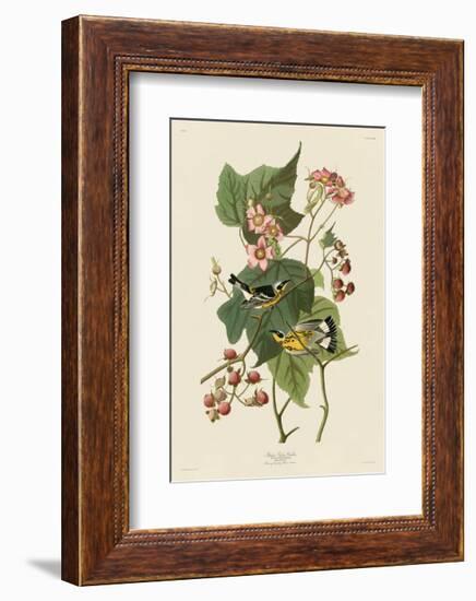 Black & Yellow Warblers-John James Audubon-Framed Giclee Print