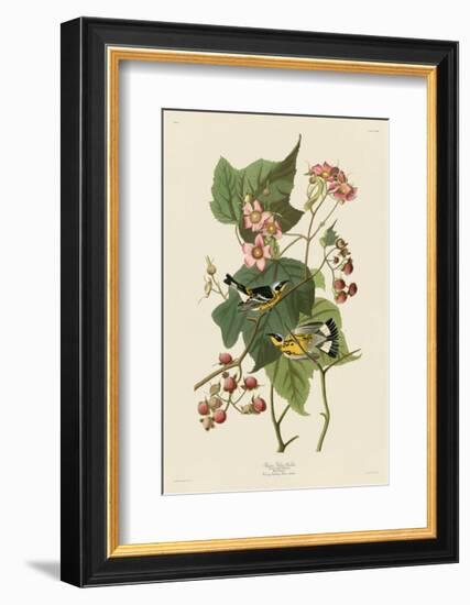 Black & Yellow Warblers-John James Audubon-Framed Giclee Print