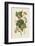 Black & Yellow Warblers-John James Audubon-Framed Giclee Print