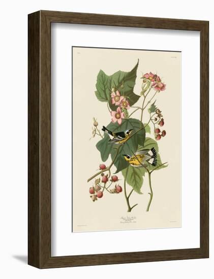 Black & Yellow Warblers-John James Audubon-Framed Giclee Print