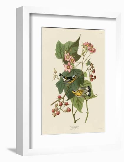 Black & Yellow Warblers-John James Audubon-Framed Giclee Print