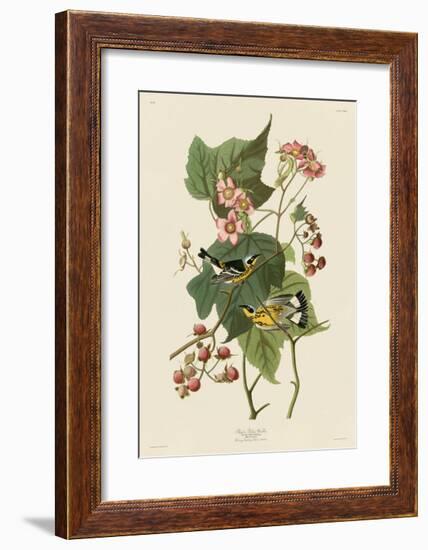 Black & Yellow Warblers-John James Audubon-Framed Giclee Print