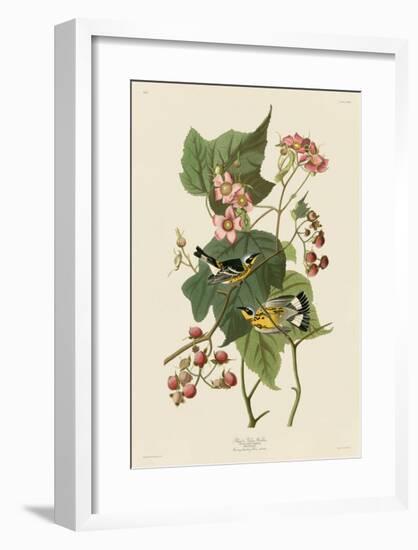 Black & Yellow Warblers-John James Audubon-Framed Giclee Print