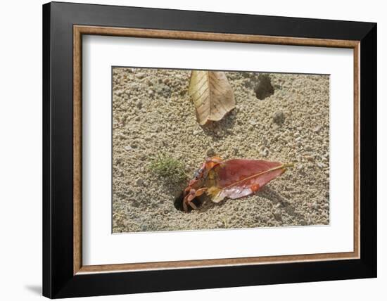 Blackback Land Crab (Gecarcinus Lateralis) Dragging Leaf into Burrow, Barbados-Adrian Davies-Framed Photographic Print