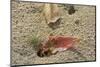 Blackback Land Crab (Gecarcinus Lateralis) Dragging Leaf into Burrow, Barbados-Adrian Davies-Mounted Photographic Print