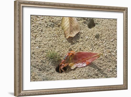 Blackback Land Crab (Gecarcinus Lateralis) Dragging Leaf into Burrow, Barbados-Adrian Davies-Framed Photographic Print