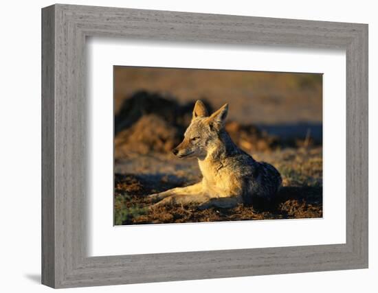 Blackbacked Jackal at Dawn-Paul Souders-Framed Photographic Print