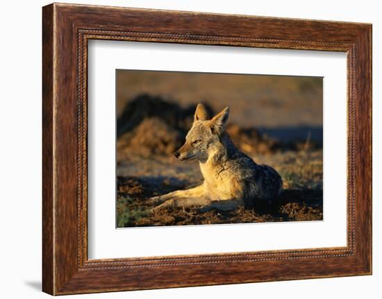 Blackbacked Jackal at Dawn-Paul Souders-Framed Photographic Print