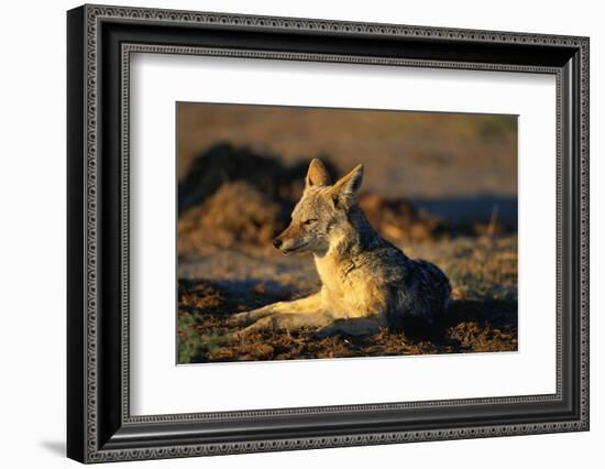 Blackbacked Jackal at Dawn-Paul Souders-Framed Photographic Print