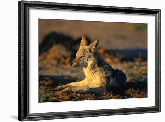 Blackbacked Jackal at Dawn-Paul Souders-Framed Photographic Print