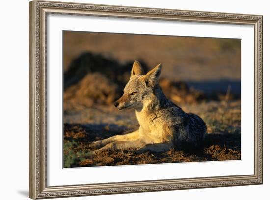 Blackbacked Jackal at Dawn-Paul Souders-Framed Photographic Print