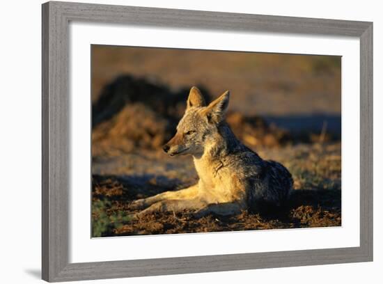 Blackbacked Jackal at Dawn-Paul Souders-Framed Photographic Print