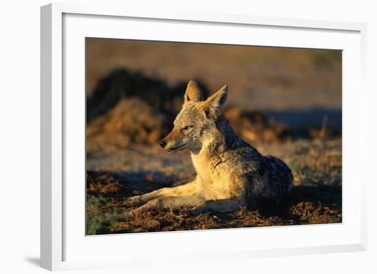 Blackbacked Jackal at Dawn-Paul Souders-Framed Photographic Print