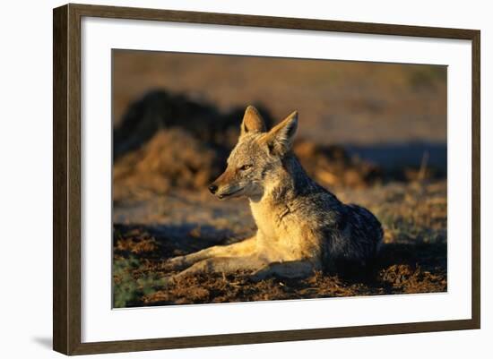 Blackbacked Jackal at Dawn-Paul Souders-Framed Photographic Print