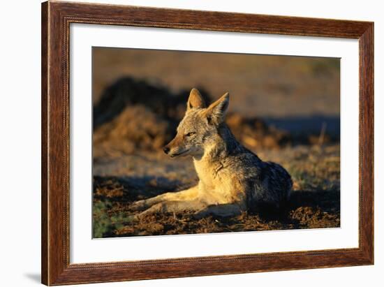 Blackbacked Jackal at Dawn-Paul Souders-Framed Photographic Print