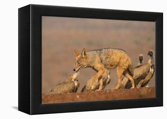 Blackbacked jackal (Canis mesomelas) with whitebacked vultures (Gyps africanus), Zimanga private ga-Ann and Steve Toon-Framed Premier Image Canvas