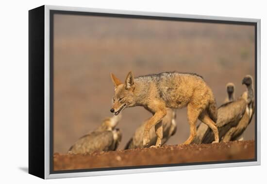 Blackbacked jackal (Canis mesomelas) with whitebacked vultures (Gyps africanus), Zimanga private ga-Ann and Steve Toon-Framed Premier Image Canvas