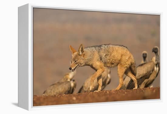 Blackbacked jackal (Canis mesomelas) with whitebacked vultures (Gyps africanus), Zimanga private ga-Ann and Steve Toon-Framed Premier Image Canvas