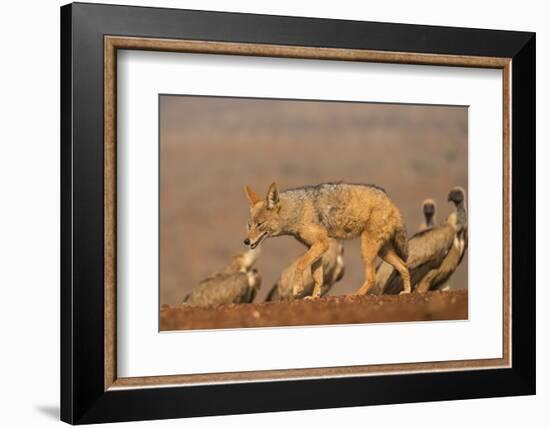 Blackbacked jackal (Canis mesomelas) with whitebacked vultures (Gyps africanus), Zimanga private ga-Ann and Steve Toon-Framed Photographic Print