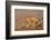 Blackbacked jackal (Canis mesomelas) with whitebacked vultures (Gyps africanus), Zimanga private ga-Ann and Steve Toon-Framed Photographic Print