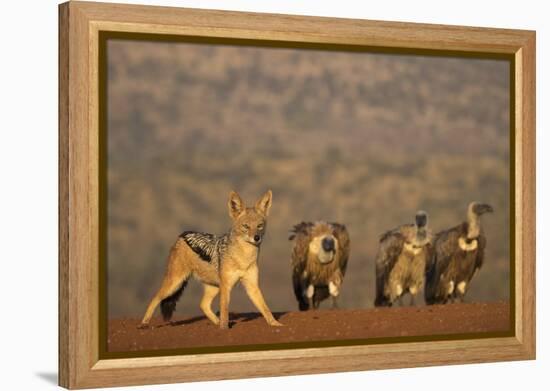 Blackbacked jackal (Canis mesomelas), Zimanga private game reserve, KwaZulu-Natal-Ann and Steve Toon-Framed Premier Image Canvas