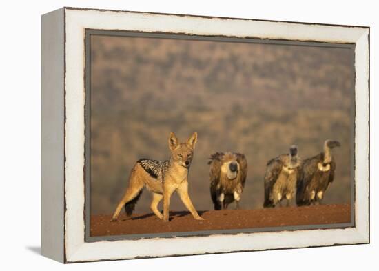 Blackbacked jackal (Canis mesomelas), Zimanga private game reserve, KwaZulu-Natal-Ann and Steve Toon-Framed Premier Image Canvas