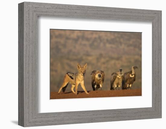 Blackbacked jackal (Canis mesomelas), Zimanga private game reserve, KwaZulu-Natal-Ann and Steve Toon-Framed Photographic Print