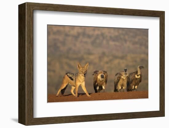 Blackbacked jackal (Canis mesomelas), Zimanga private game reserve, KwaZulu-Natal-Ann and Steve Toon-Framed Photographic Print