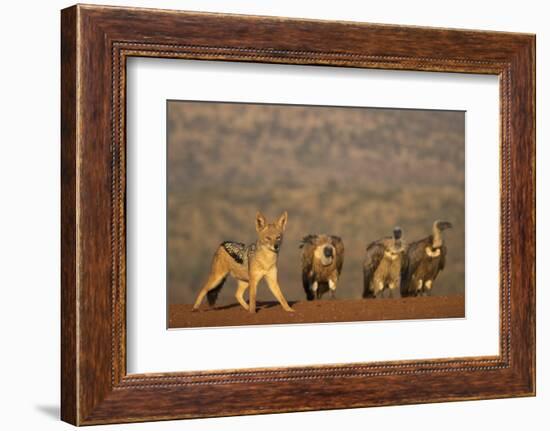 Blackbacked jackal (Canis mesomelas), Zimanga private game reserve, KwaZulu-Natal-Ann and Steve Toon-Framed Photographic Print
