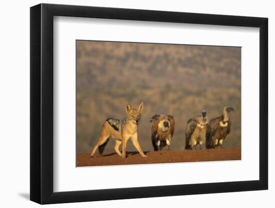 Blackbacked jackal (Canis mesomelas), Zimanga private game reserve, KwaZulu-Natal-Ann and Steve Toon-Framed Photographic Print