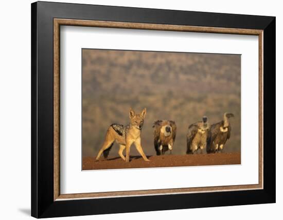 Blackbacked jackal (Canis mesomelas), Zimanga private game reserve, KwaZulu-Natal-Ann and Steve Toon-Framed Photographic Print